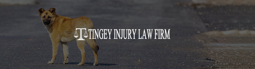 kademenos mention tingey law firm stray dog bites