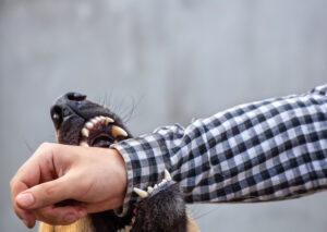 Why Choose Wisehart Wright Trial Lawyers for Your Dog Bite Case in Ohio