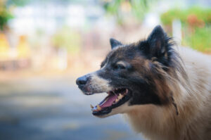Why Choose Wisehart Wright Trial Lawyers to Help After a Dog Bite Incident in Cleveland, OH?